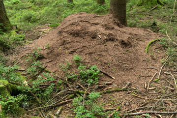 Ameisenhaufen