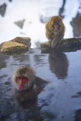  Japanese Snow Monkeys relaxing at onsen hot springs