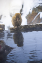  Japanese Snow Monkeys relaxing at onsen hot springs