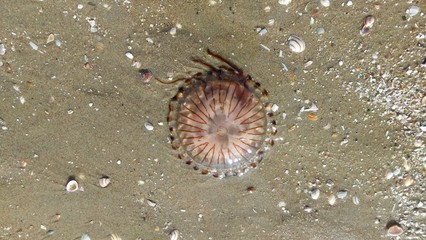 Jellyfish lying on beach