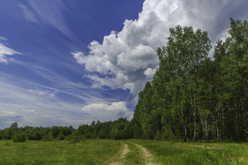 Rural summer countryside landscape. Forest before the rain. Beautiful trees in a summer forest