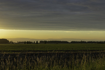 Green fields of grass