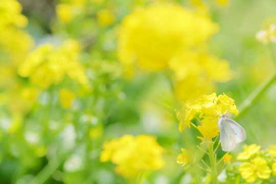 菜の花畑にモンシロチョウ