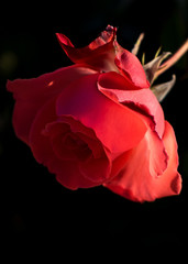 naturally lit rose