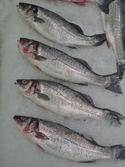 Four fish on ice board in shop
