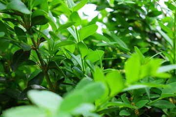 The grassy natural background of small leaves, nature, shrub is ever green in both winter and summer. Boxwood, myrtle.