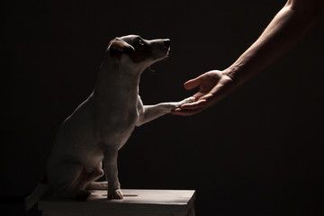 Dog paw takes the man - obrazy, fototapety, plakaty