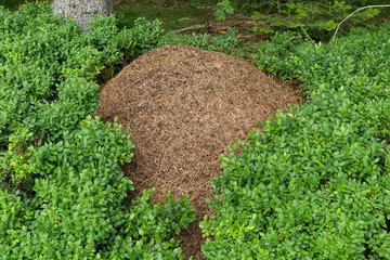 Ameisenhaufen