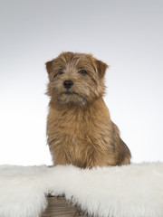 Norfolk terrier puppy portrait. Image taken in a studio with white background.