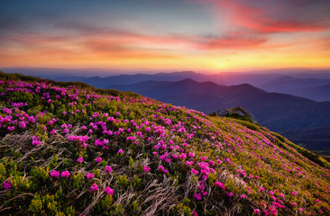 Fototapeta premium Mountains during flowers blossom and sunrise. Beautiful natural landscape at the summer time
