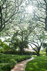 Under big green tree  with branch magnify