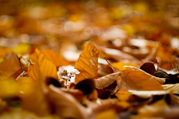 Leaves lying on the floor with bokeh