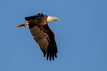 Bald Eagle Flying