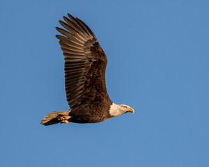 Bald Eagle Flying