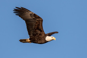 Bald Eagle Flying