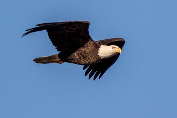 Bald Eagle Flying