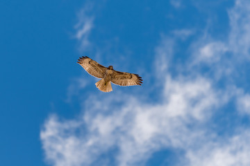red tail hawk soaring