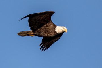 Bald Eagle Flying