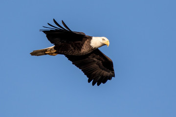 Bald Eagle Flying