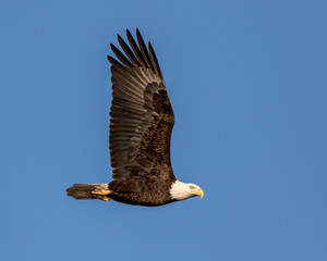 Bald Eagle Flying