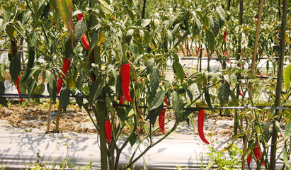 red hot chilis growing on plant, in Bali, Indonesia