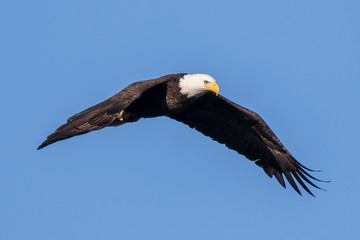 Obraz premium Bald Eagle Flying