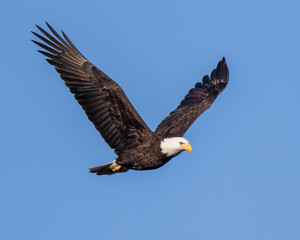 Bald Eagle Flying