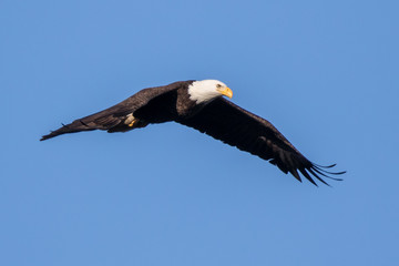 Bald Eagle Flying