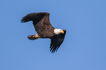 Bald Eagle Flying