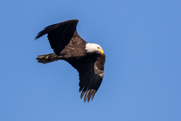 Bald Eagle Flying