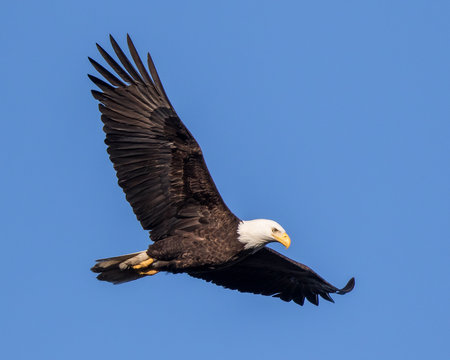 Bald Eagle Flying