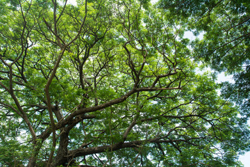 Fototapeta premium Under big green tree with branch magnify