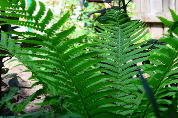 Light green fern, plant in the forest and garden, growing.