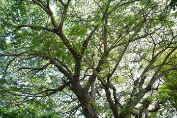 Under big green tree with branch magnify