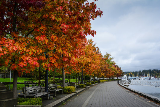 Seawalk colorful trees in Vancouver, Canada