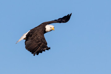 Bald Eagle Flying