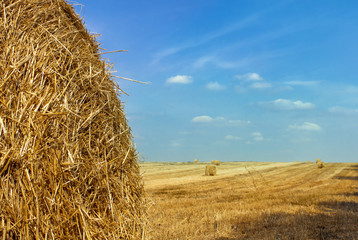 Summer hay field