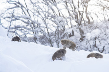 Japanese snow monkey