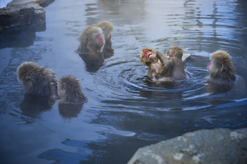  Japanese Snow Monkeys relaxing at onsen hot springs