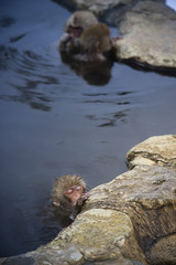 Japanese Snow Monkeys relaxing at onsen hot springs