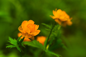 Flowering of orange buds of trollius