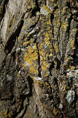 Yellow Tree 
