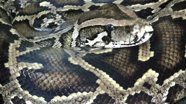 Pythion snake, extremly close up video