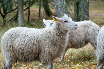 Obraz premium Sheep