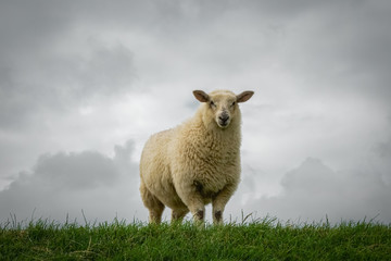 Junges  Schaf vor bewölktem Himmel