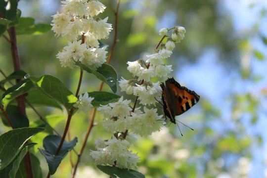 Kleiner Fuchs auf einer Jasminbl&uuml;te