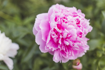 Pink peony on green background.