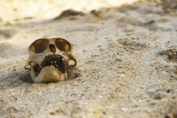 Animal monkey scull in a sandy desert