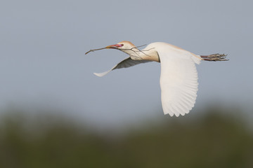 Cattle egret