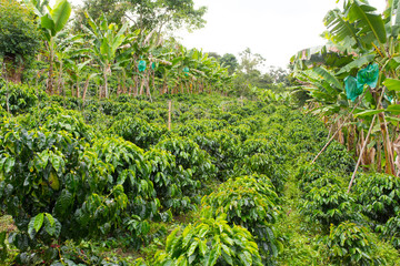 Colombian coffee plantation